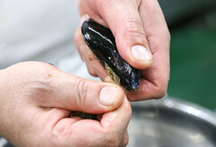 片手で貝をつまんで固定し、もう片方の手でヒゲをつまみ、上にスライドさせる。